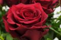 25 красных роз эксплорер